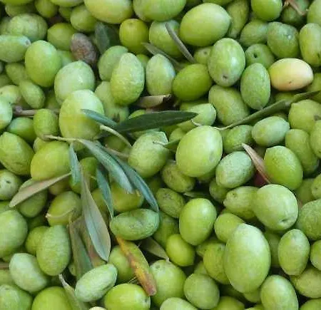 Pantelleria Le Ballute Tracino